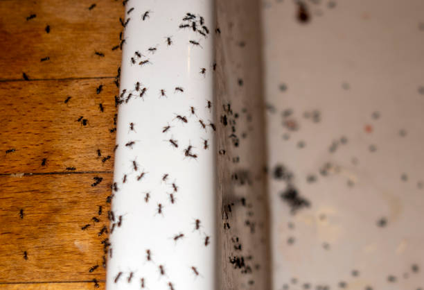 Bourbon, MO Pest Control Company