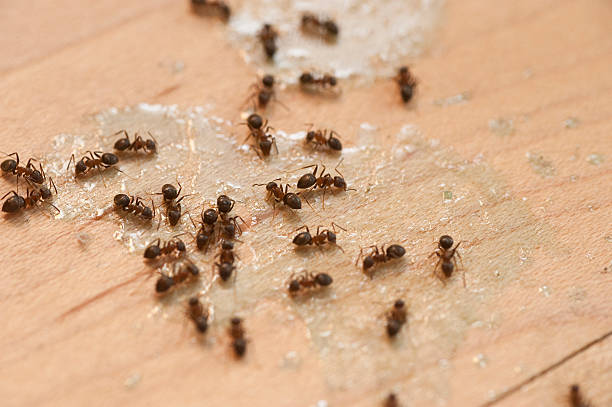 Best Pest Control for Homes  in Bourbon, MO